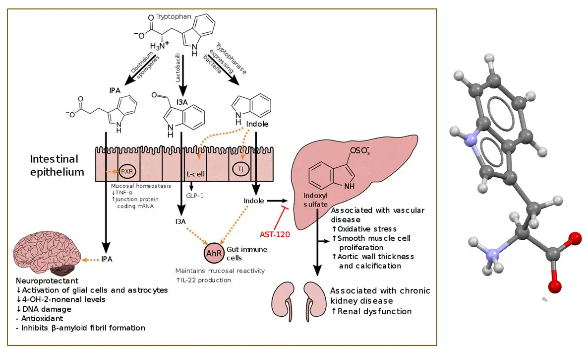L Tryptophan Pure.jpg